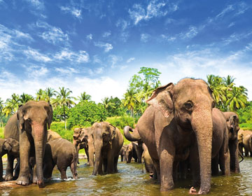 Srilanka