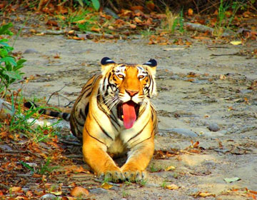 Sunderban