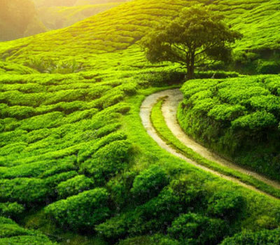 Darjeeling Overview