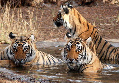 Sunderban History