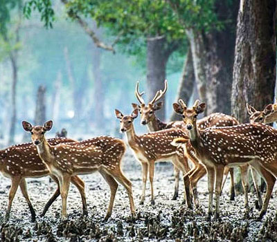 Sunderban Overview