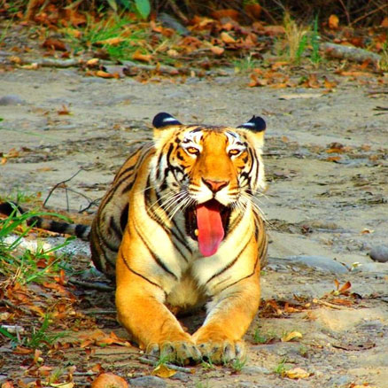 Sunderban