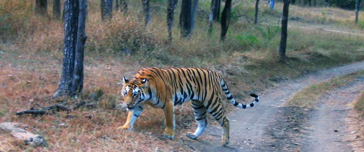 Buxa Tiger Reserve