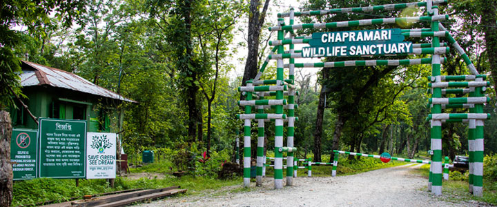 Chapramari Forest