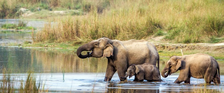 Chitwan