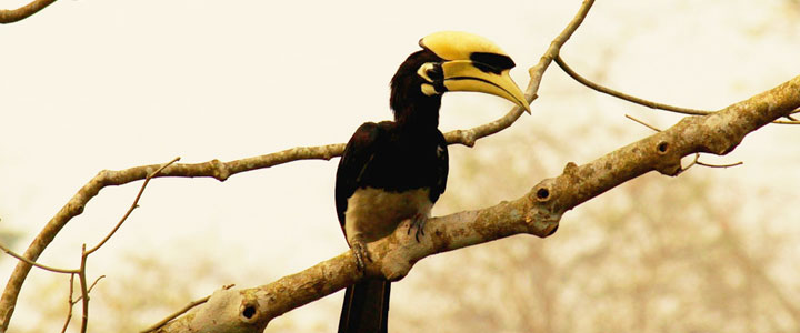 Chukchuki Bird Watching Point