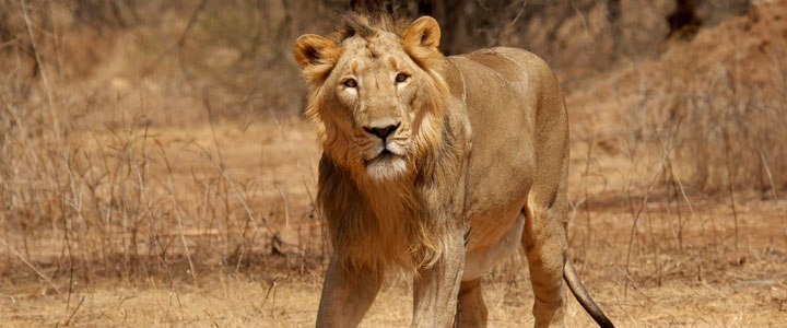 Gir National Park