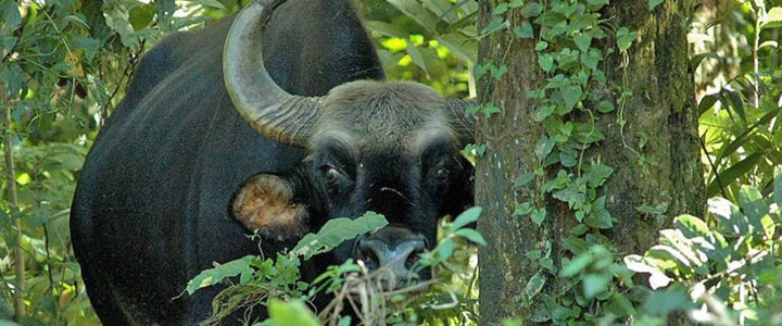 Gorumara National Park