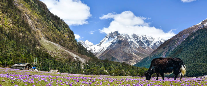 Lachung