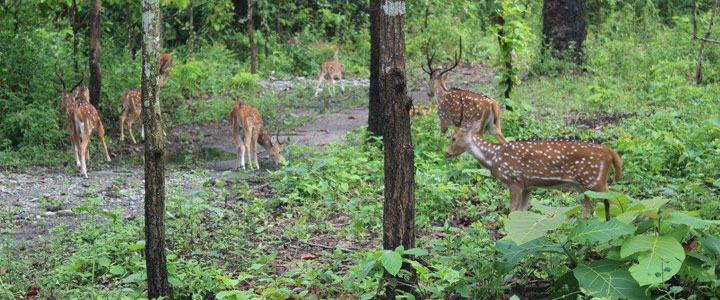 Mahananda Wildlife Sanctuary