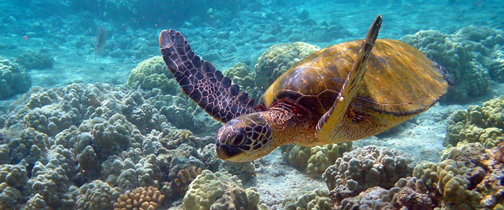 Marine National Park