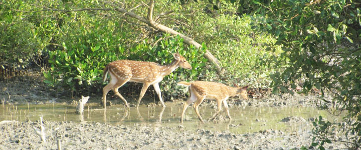 Netidhopani