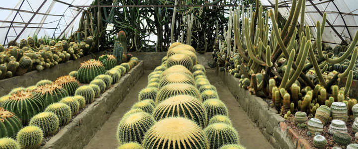 Pine View Nursery