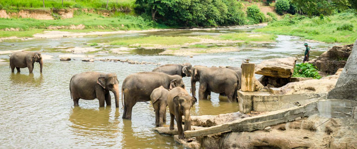 Pinnewala Elephant Orphanage