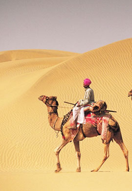 Camel Safari