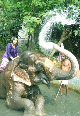Elephant Bathing