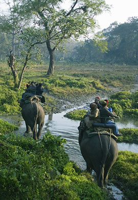Elephant Ride