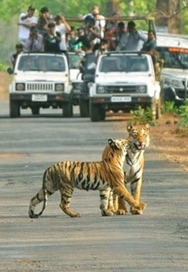 Jungle Safari