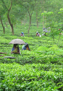 Tea Garden Tour