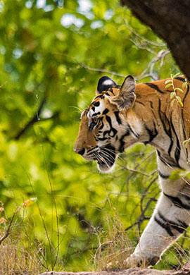 Tiger Safari