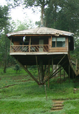 Tree House Stay