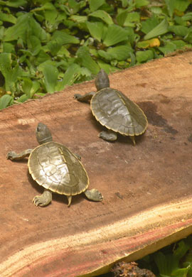 Turtle Observation