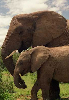 Wild-life