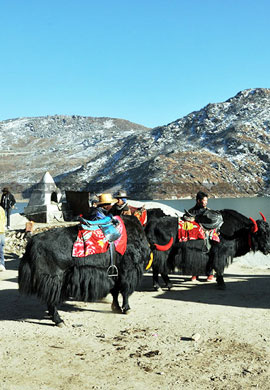 Yak Riding